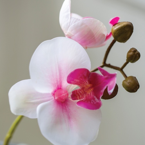 Faux  Orchid in a Pot White with Pink Flush by Grand Illusions